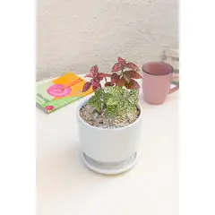 GENERICO - Hipoestes planta natural