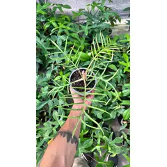 GENERICO - Filodendro tortum planta natural