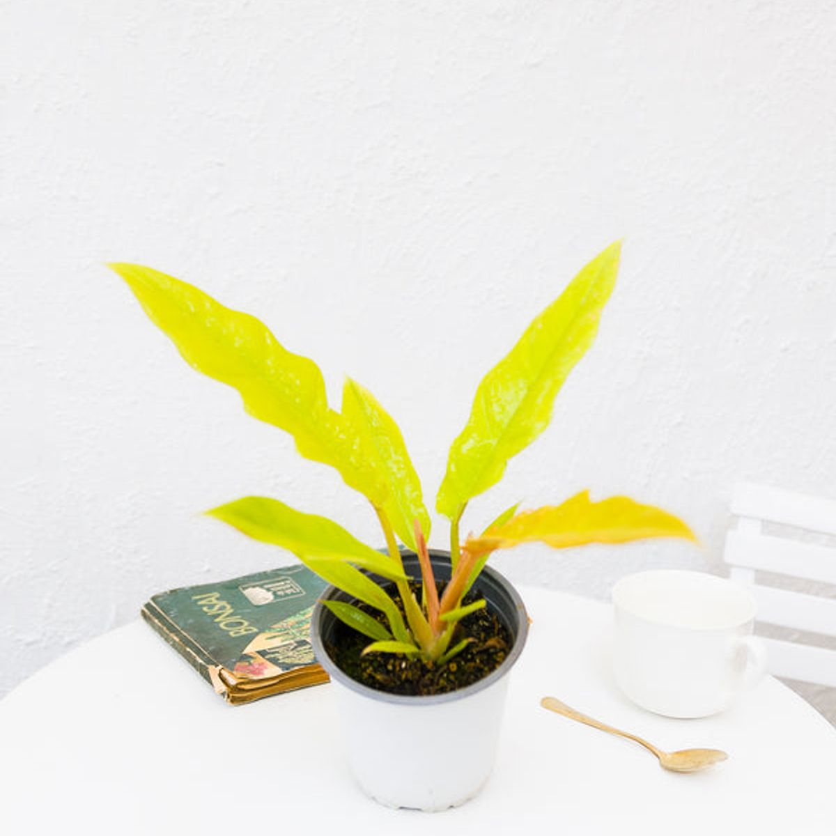 GENERICO - Filodendro Ring Of Fire Golden