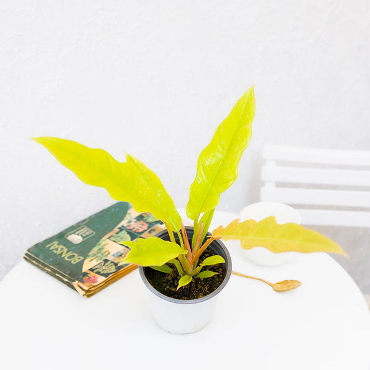 GENERICO - Filodendro Ring Of Fire Golden