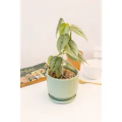 GENERICO - Filodendro Ornatum planta natural