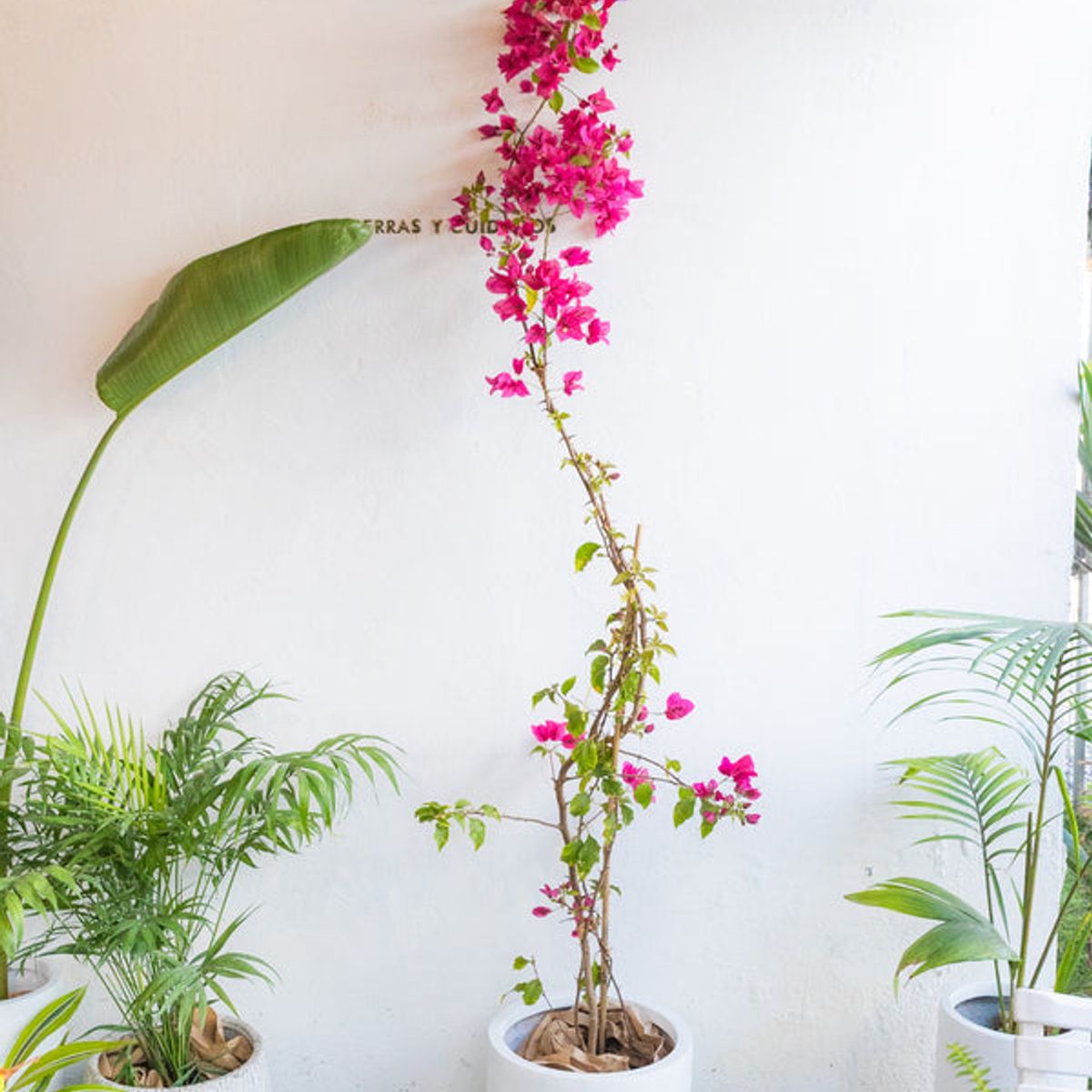 GENERICO - Bugambilia planta natural