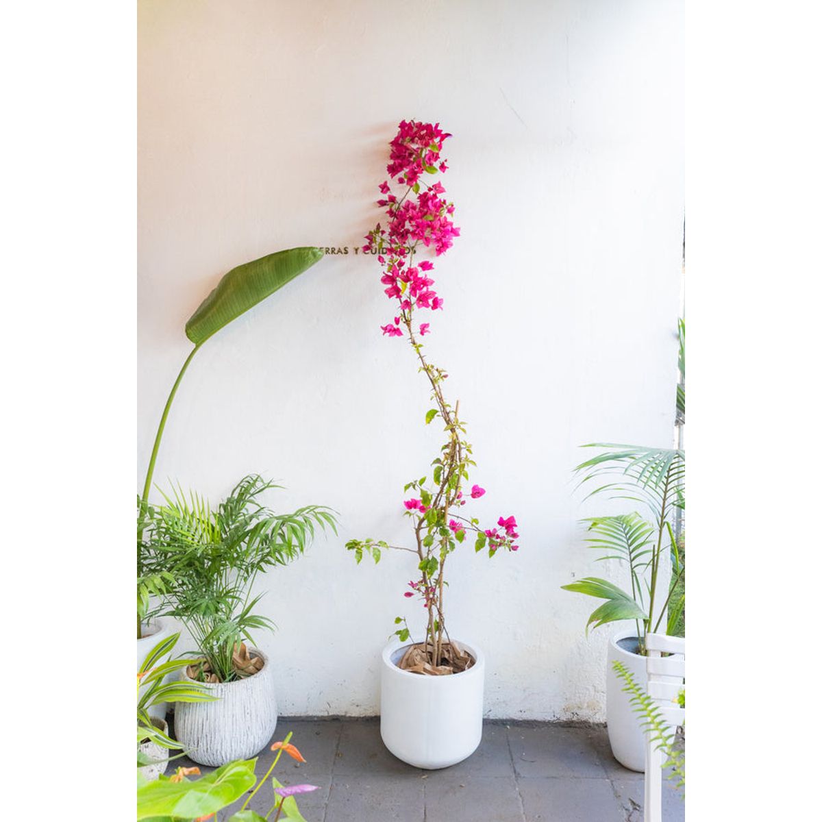 GENERICO - Bugambilia planta natural