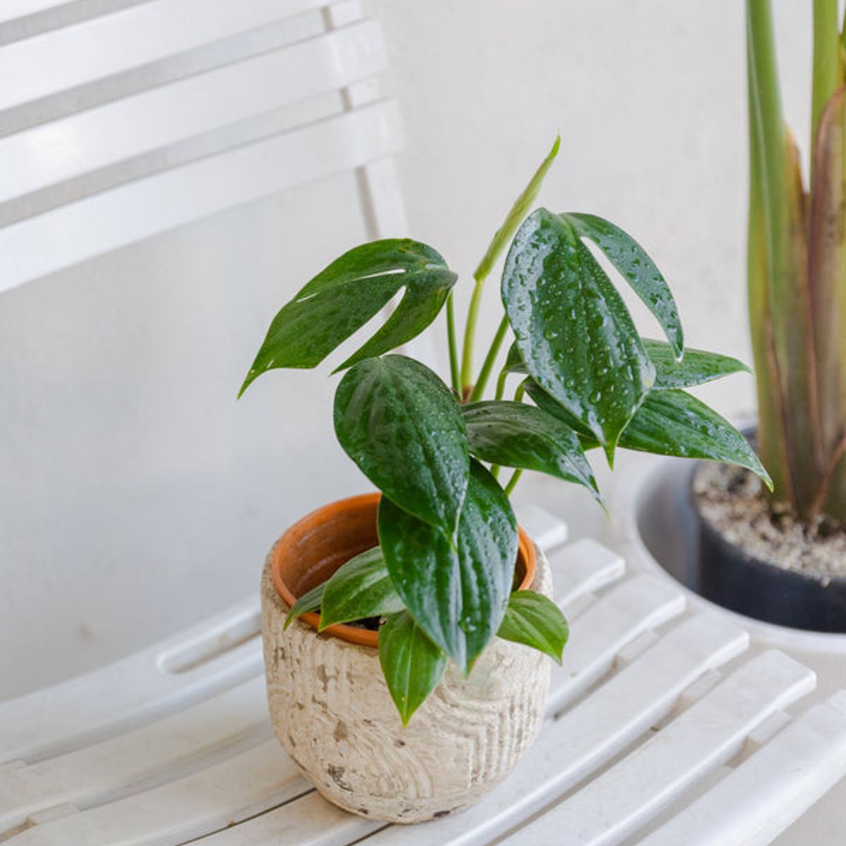 GENERICO - Filodendro Epipremnum