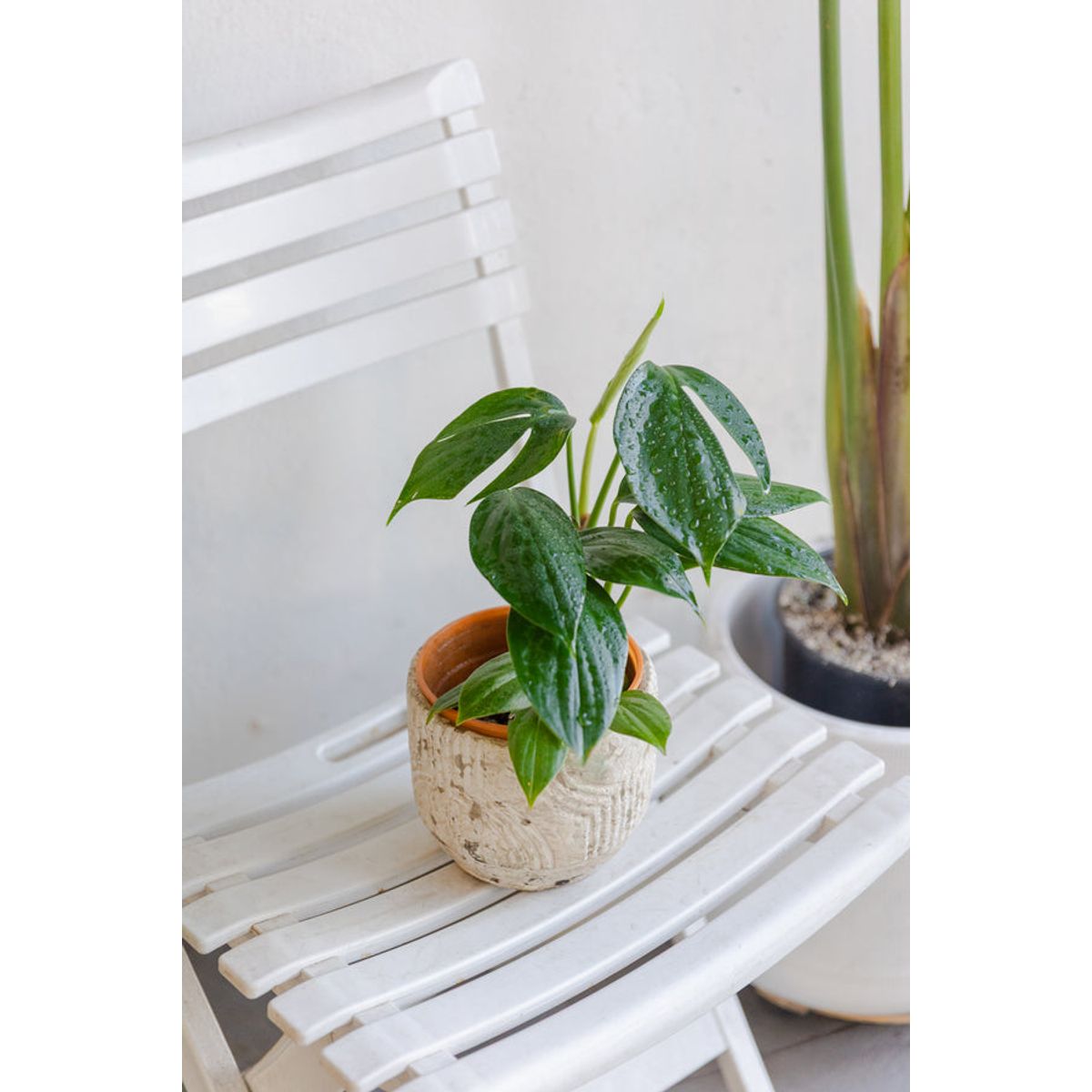 GENERICO - Filodendro Epipremnum