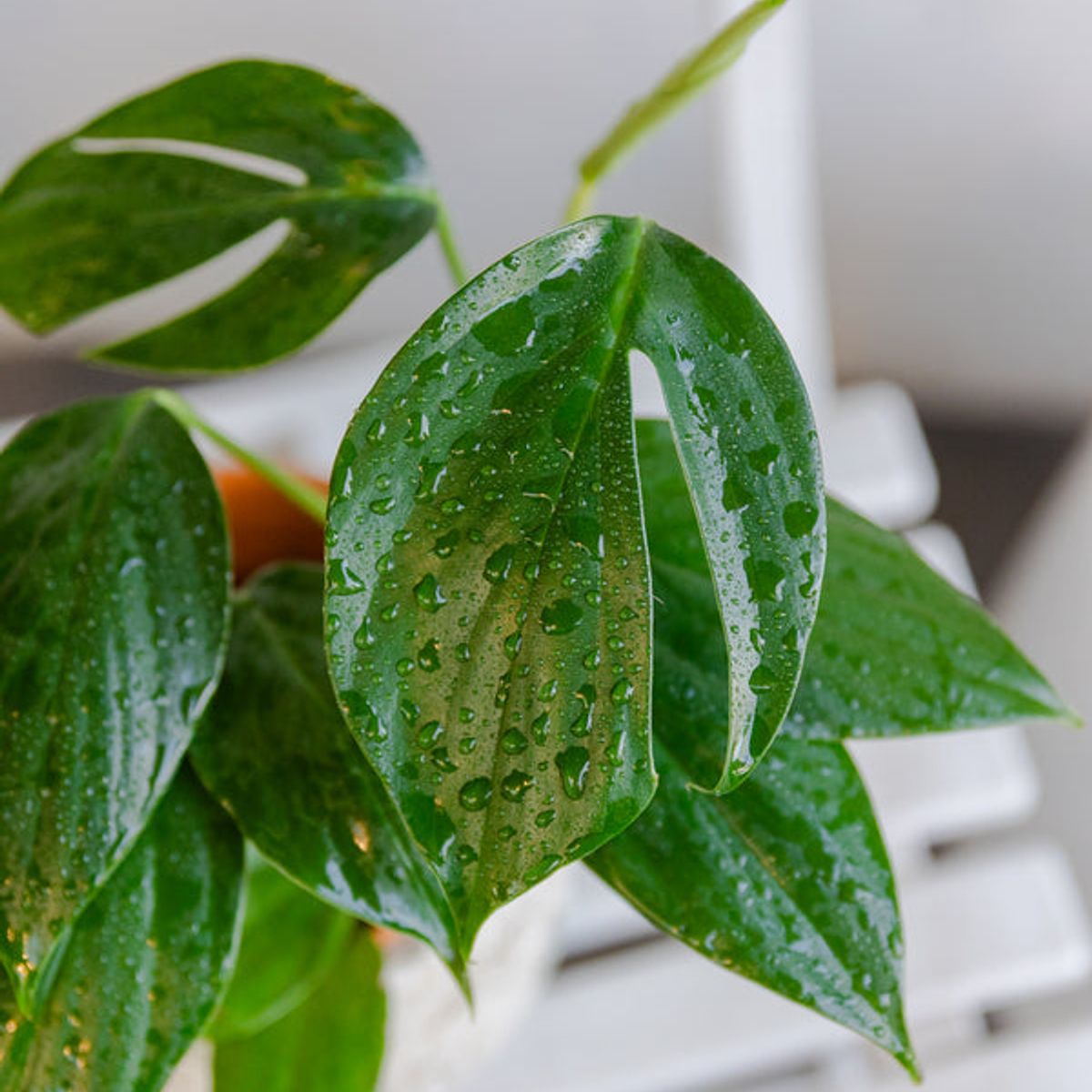 GENERICO - Filodendro Epipremnum