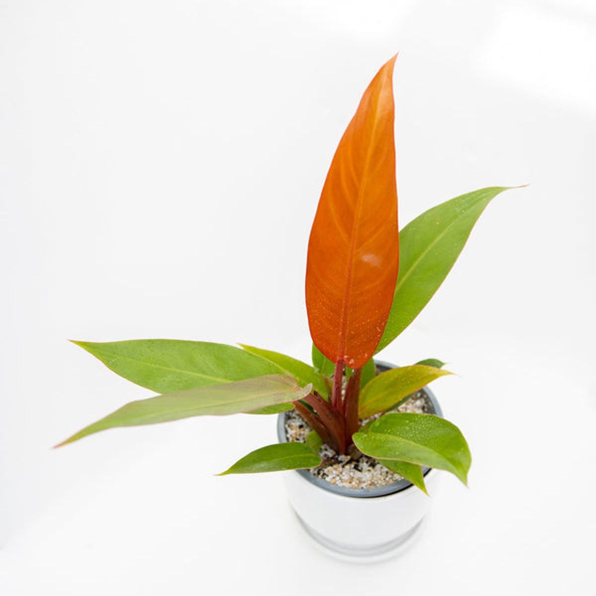 GENERICO - Filodendro Prince Orange