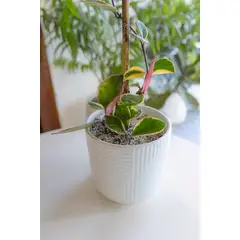 GENERICO - Clepia Krimson Queen