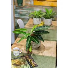 GENERICO - Stromanthe Bicolor planta natural