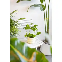 GENERICO - Hoya Australis Clepia