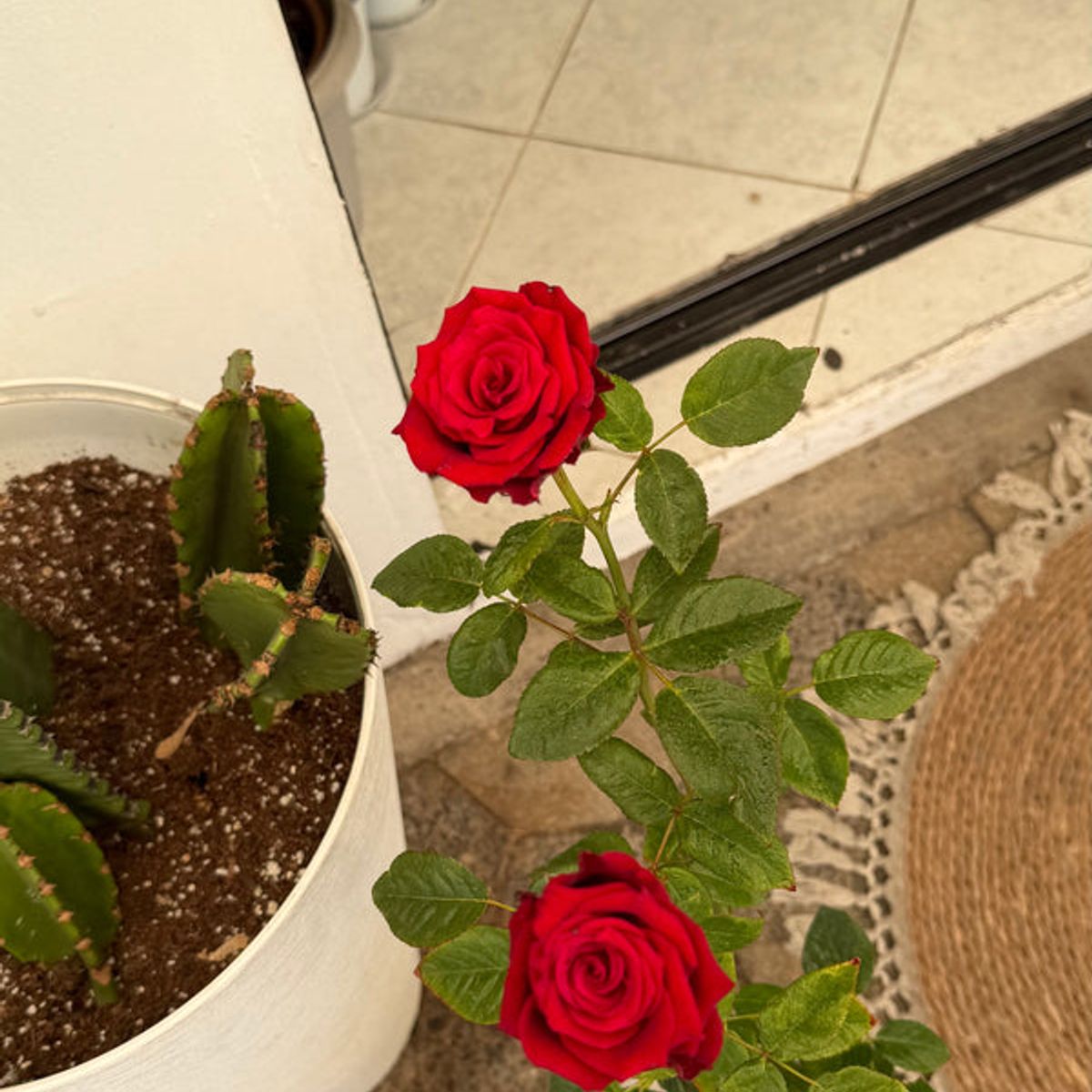 GENERICO - Rosa planta ornamental