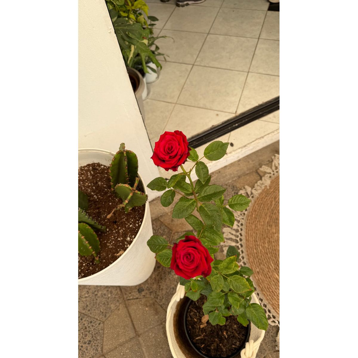 GENERICO - Rosa planta ornamental