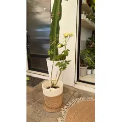 GENERICO - Rosa planta ornamental