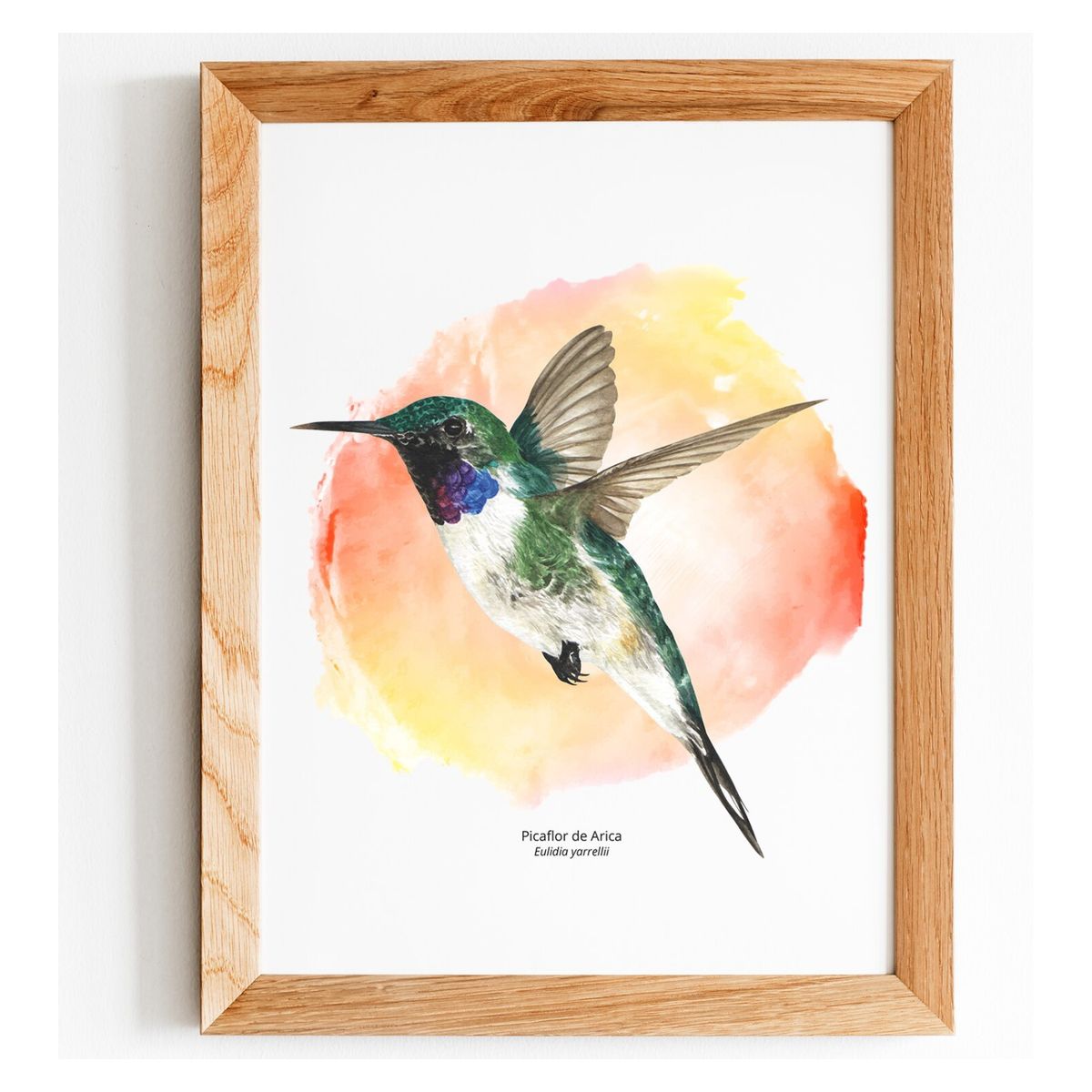 BENDITO - Cuadro Picaflor De Arica N