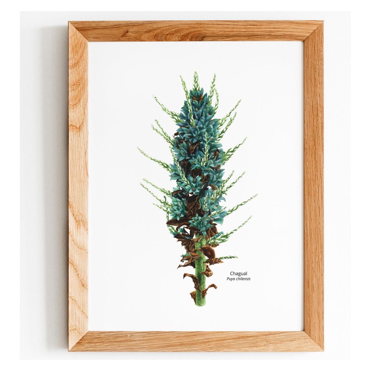 BENDITO - Cuadro Chagual