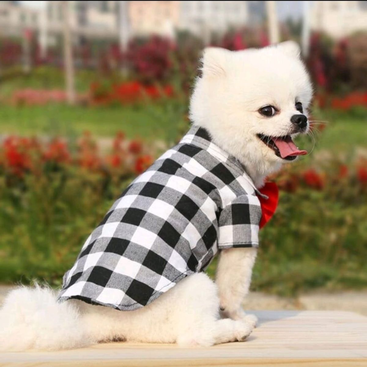GENERICO - Camisa a Cuadros Rojo y Blanco con Corbatín Rojo para Perros Gatos Conejos y otros