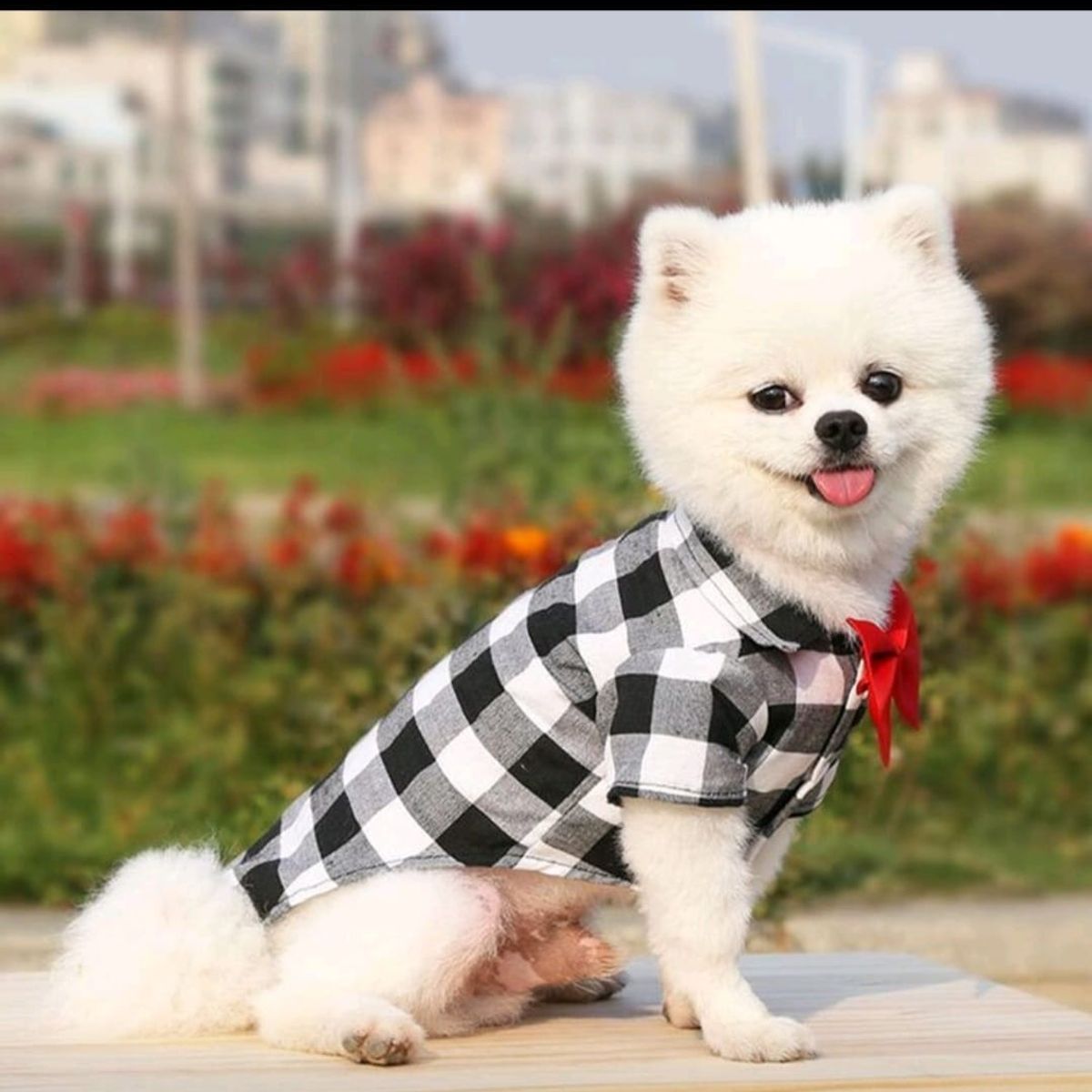 GENERICO - Camisa a Cuadros Rojo y Blanco con Corbatín Rojo para Perros Gatos Conejos y otros