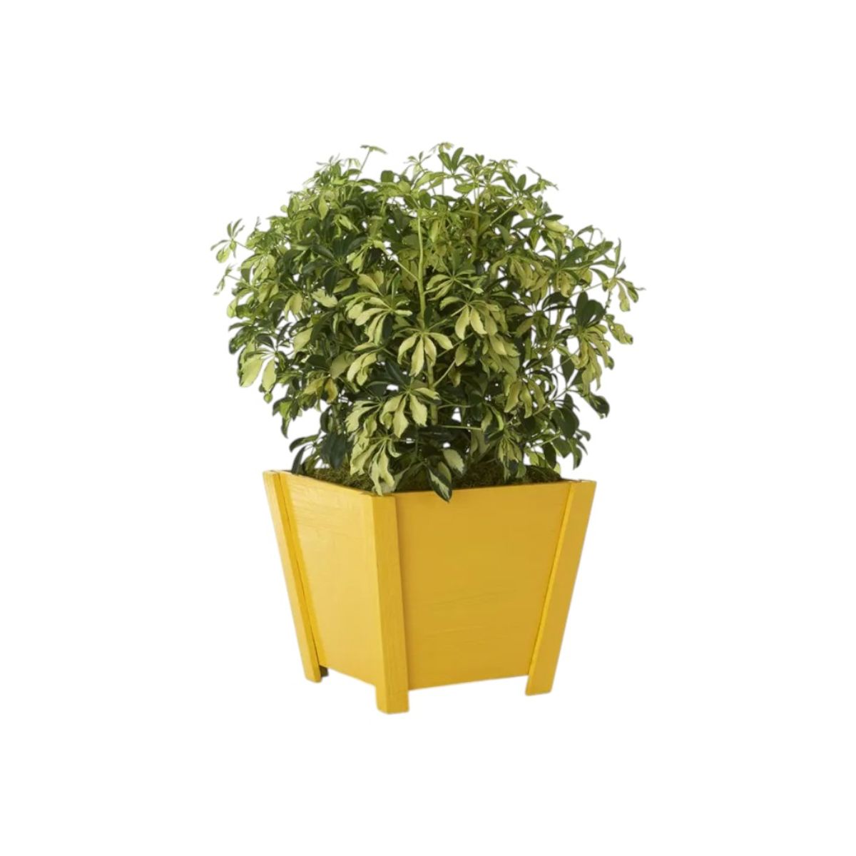 RUST OLEUM - Pintura Ultra Cover 2X Amarillo Oro Brillante 430ml
