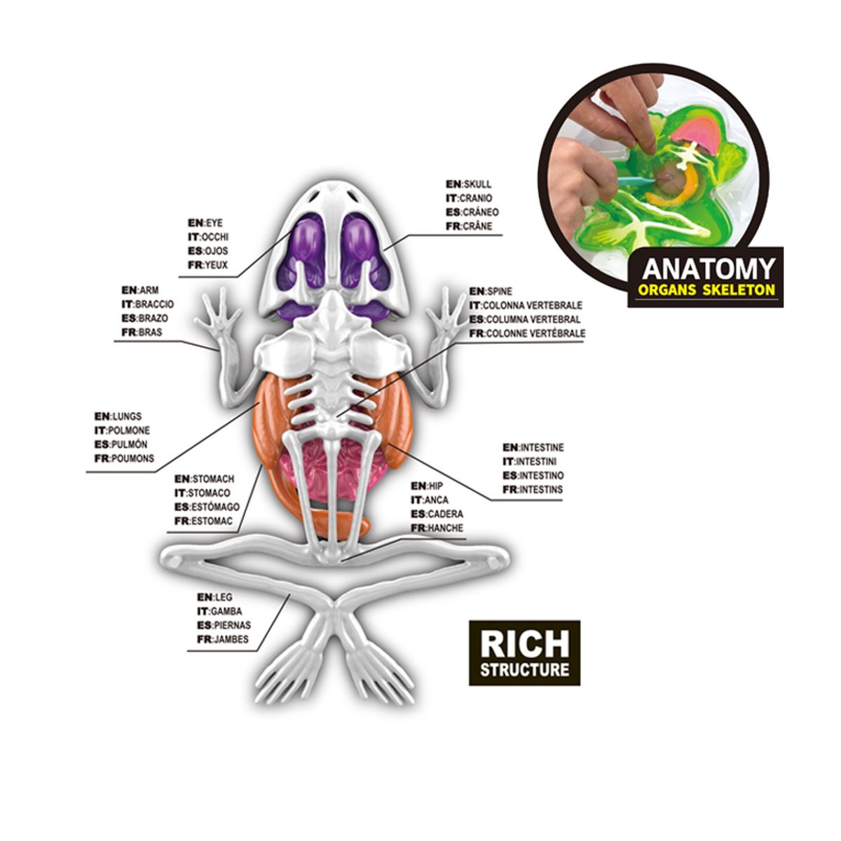 GENERICO - Juguete Educativo Laboratorio Explora la Rana