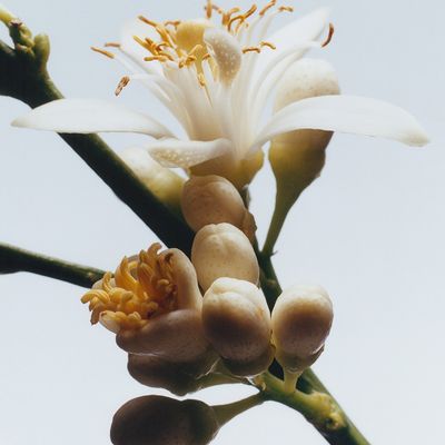 Imagen 2 del producto Cologne Orange Blossom 100 ml