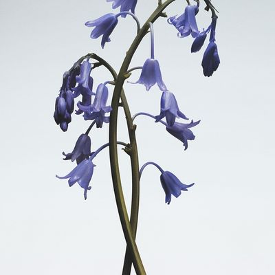 Imagen 2 del producto Cologne Wild Bluebell 100 ml