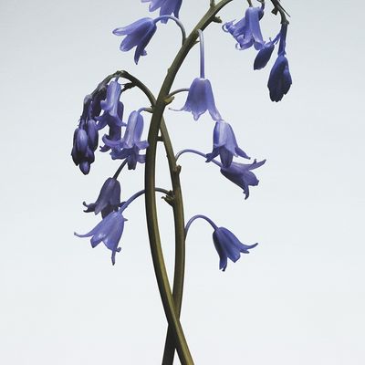 Imagen 2 del producto Cologne Wild Bluebell 30 ml