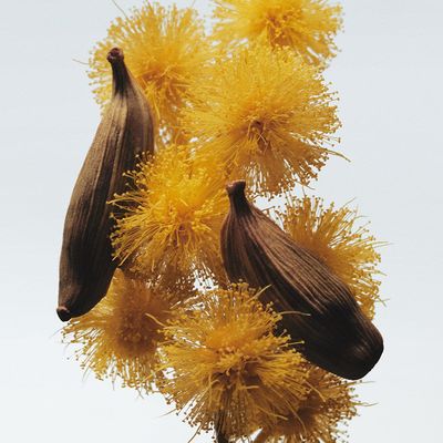 Imagen 2 del producto Perfume Mimosa & Cardamom 100 Ml