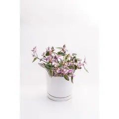 KENAZ - Tradescantia Nanouk Pink