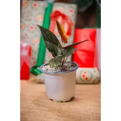 GENERICO - Singonio Red Arrow planta natural