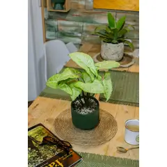 KENAZ - Singonio planta natural