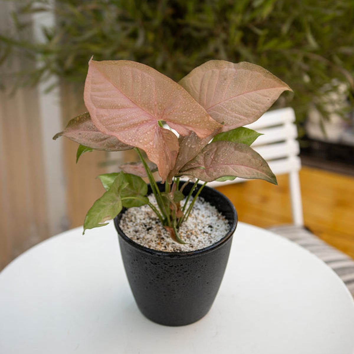 KENAZ - Singonio Rosado planta natural