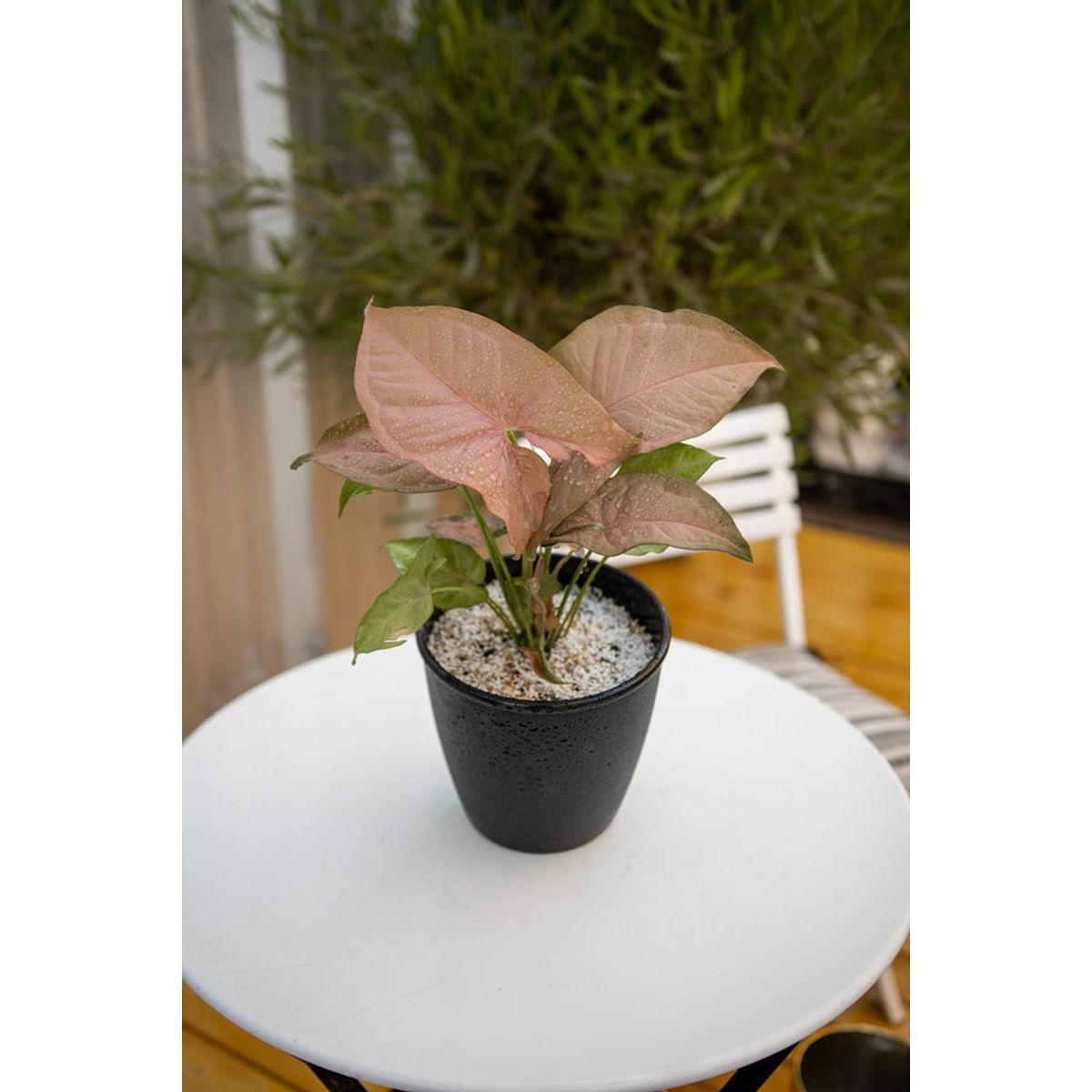 KENAZ - Singonio Rosado planta natural