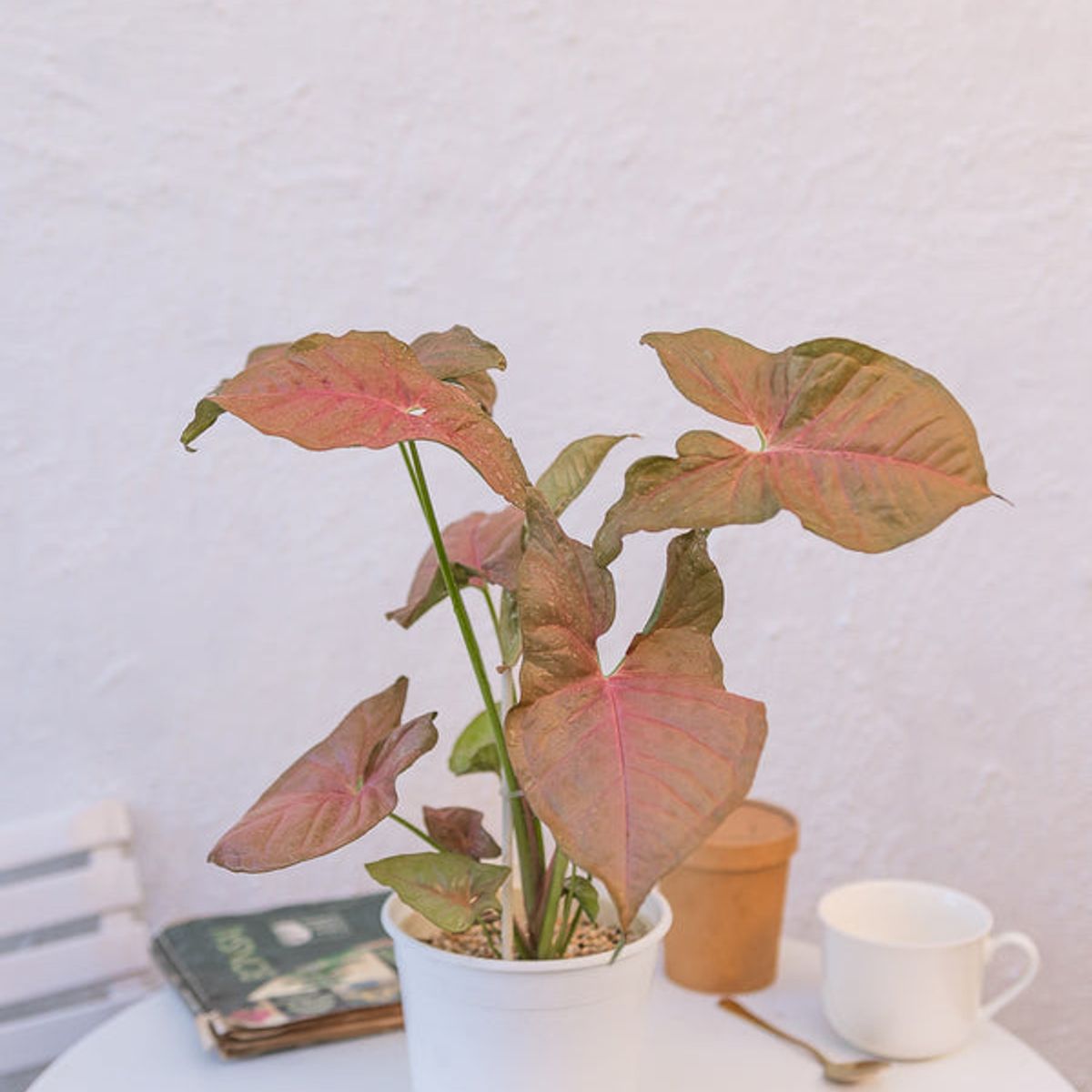 KENAZ - Singonio Rosado planta natural