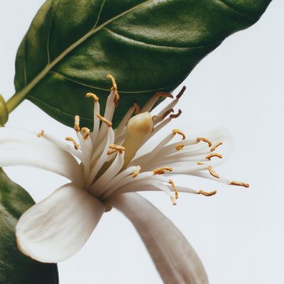 Imagen 2 del producto Cologne Basil and Neroli 100 ml