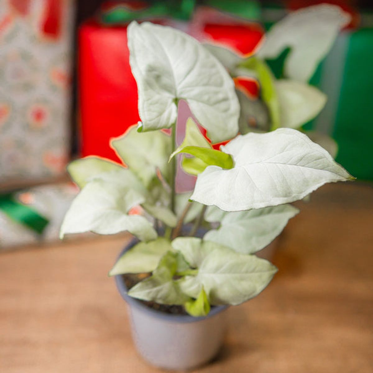 KENAZ - Singonio Holly planta natural