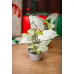 KENAZ - Singonio Holly planta natural