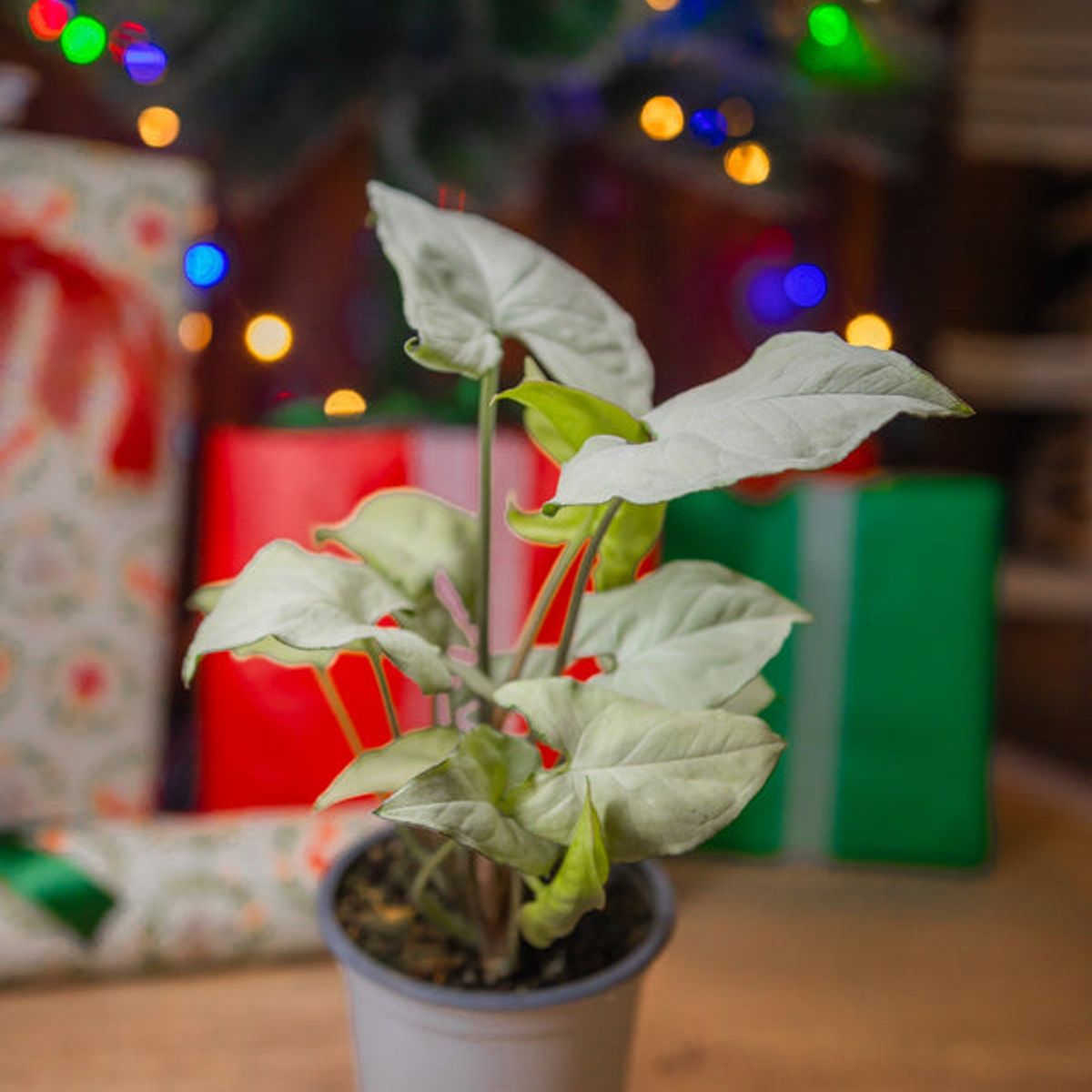 KENAZ - Singonio Holly planta natural