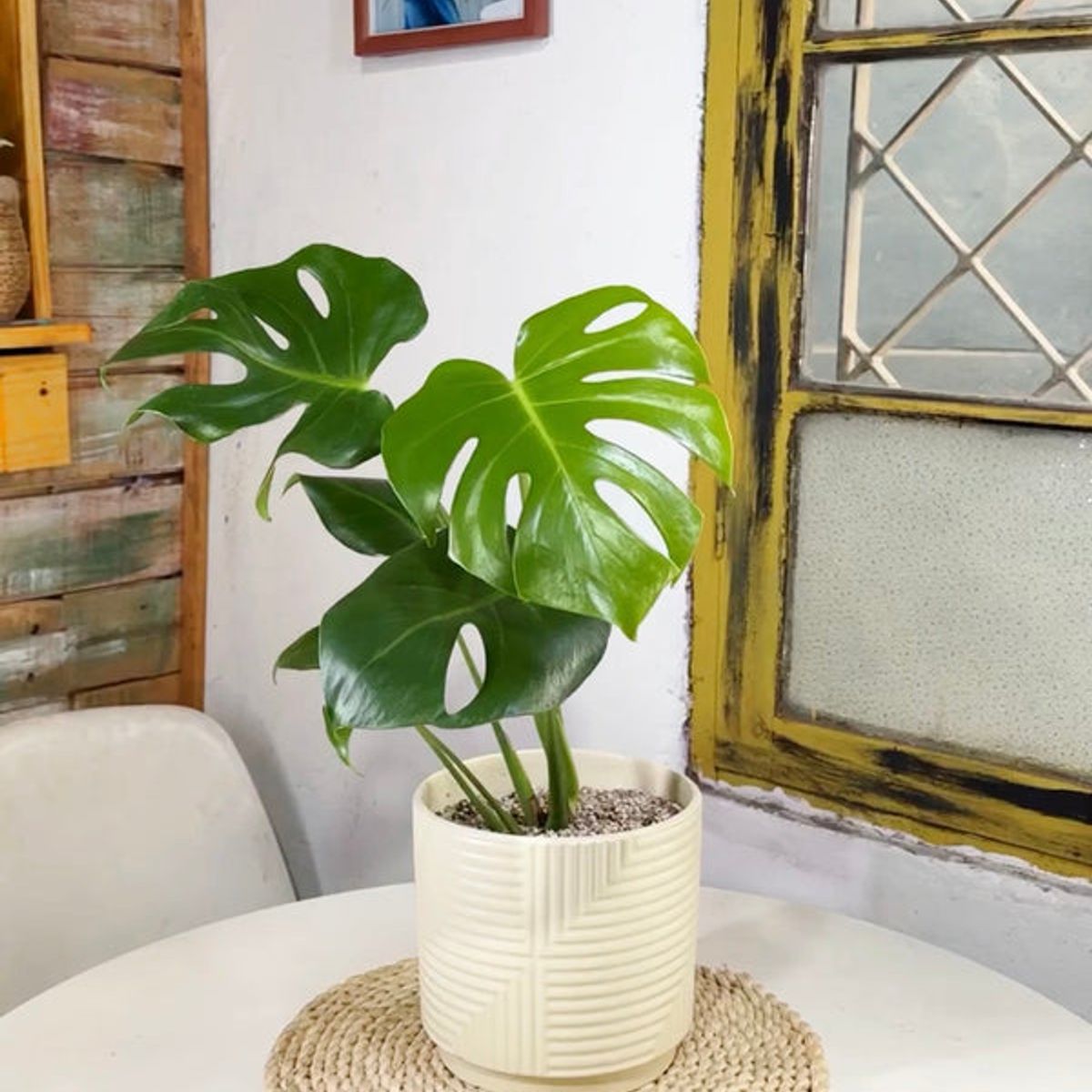 KENAZ - Monstera Deliciosa planta natural