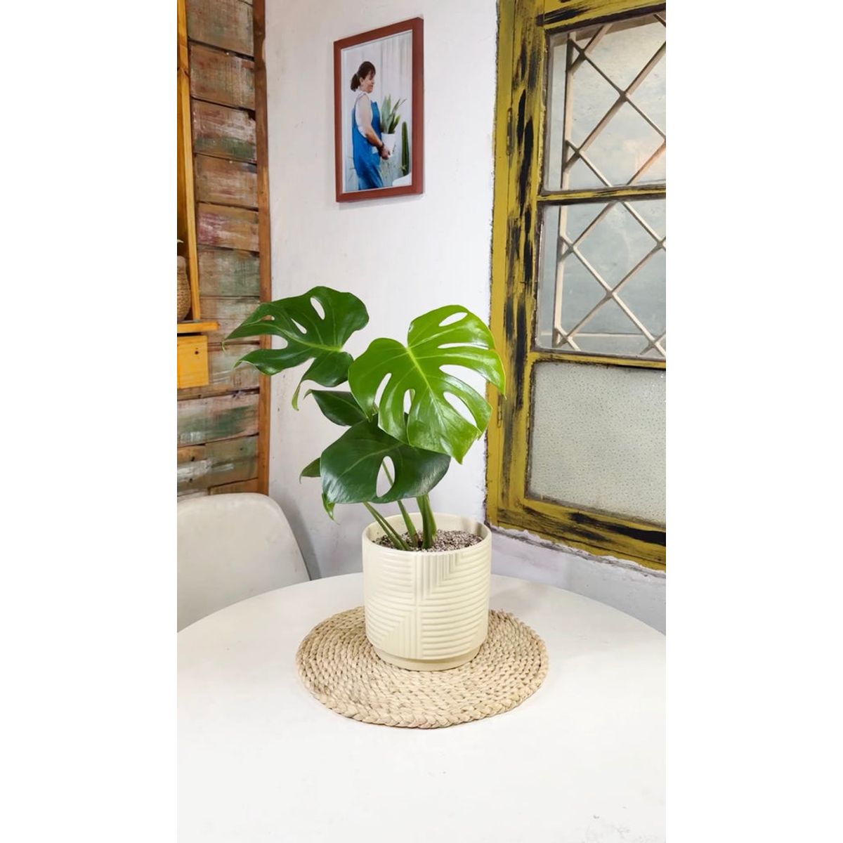 KENAZ - Monstera Deliciosa planta natural