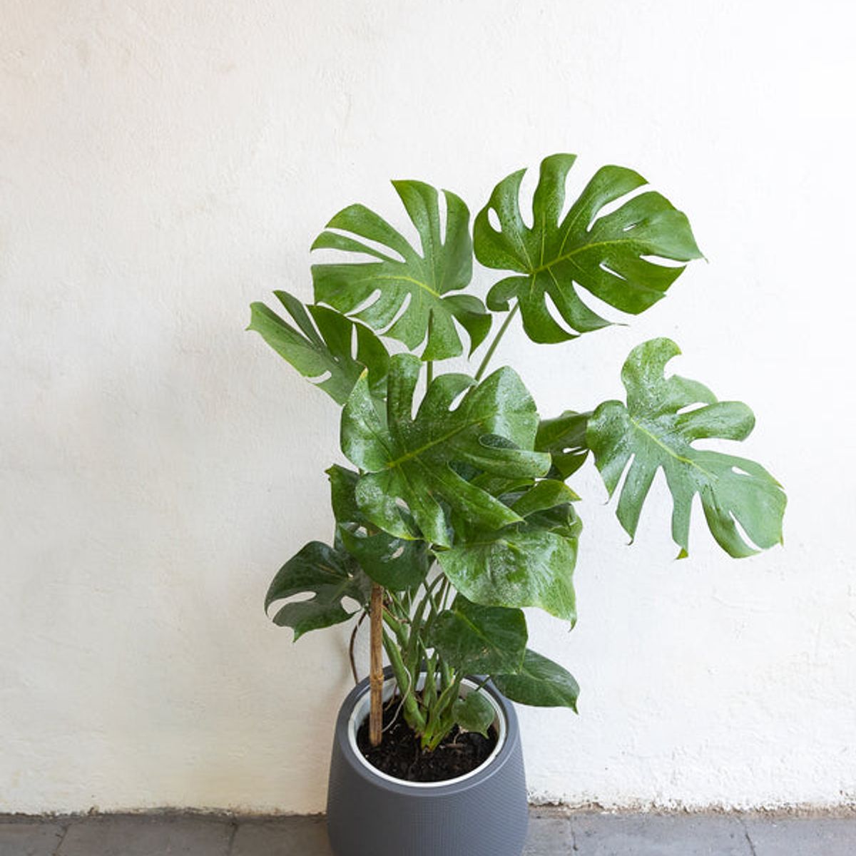 KENAZ - Monstera Deliciosa planta natural