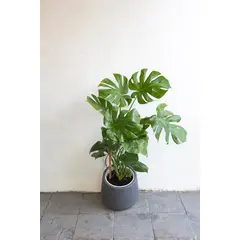 KENAZ - Monstera Deliciosa planta natural