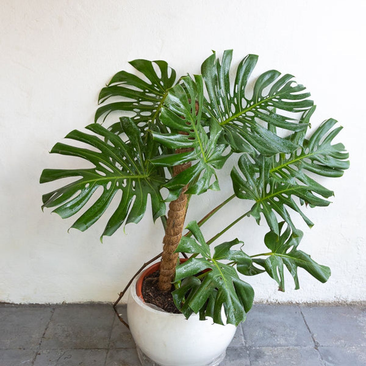 KENAZ - Monstera Deliciosa planta natural