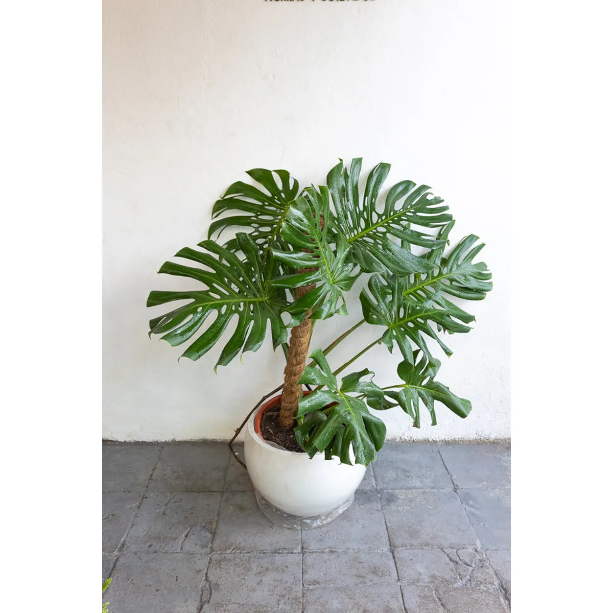 KENAZ - Monstera Deliciosa planta natural