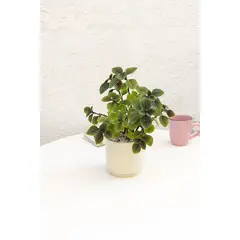 GENERICO - Dolar Black planta natural