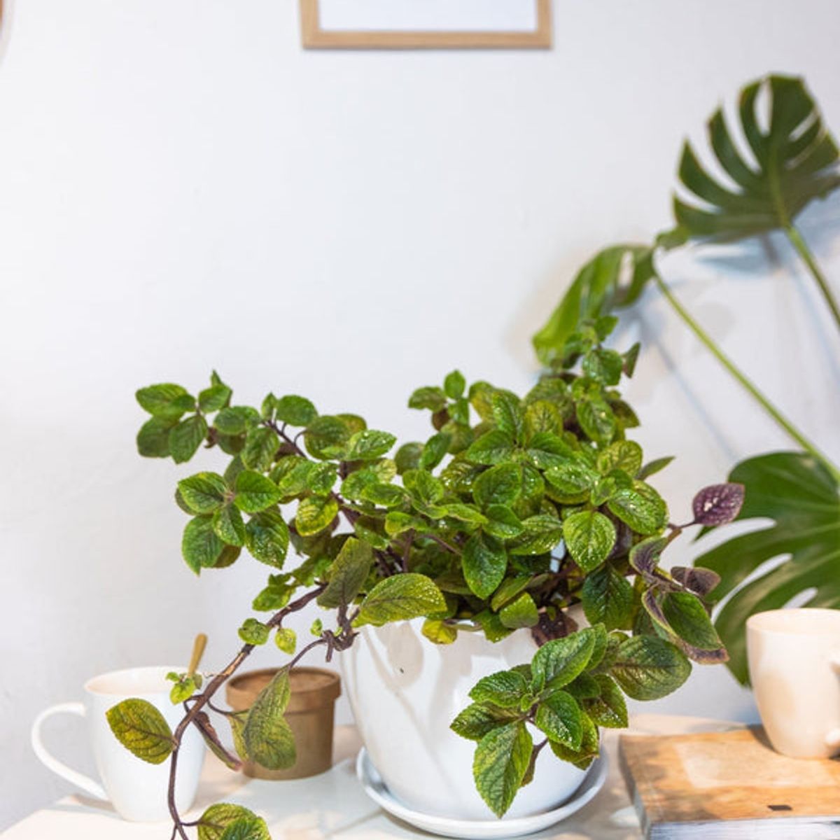 KENAZ - Dolar Black planta natural