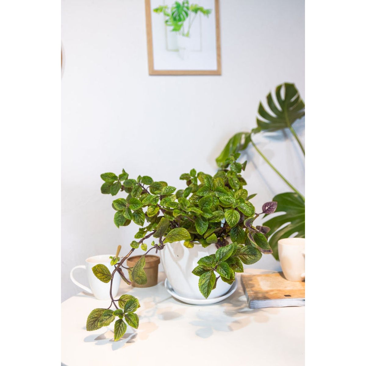 KENAZ - Dolar Black planta natural