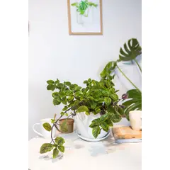 GENERICO - Dolar Black planta natural