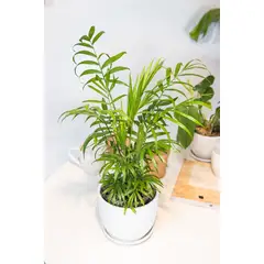 GENERICO - Chamaedorea Elegans planta natural