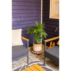 GENERICO - Chamaedorea Elegans planta natural