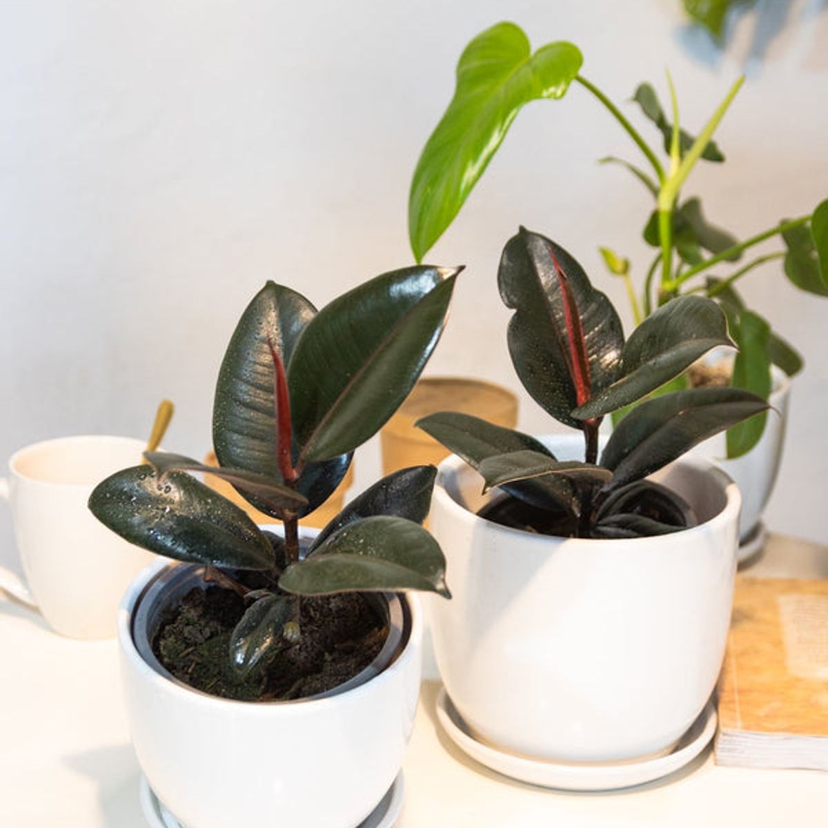 KENAZ - Ficus Burgundy Gomero